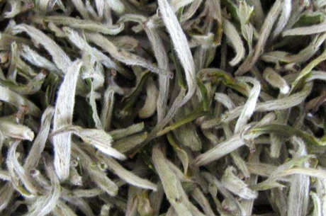 松阳银猴属于什么茶？