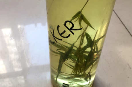 竹叶茶是凉还是热？