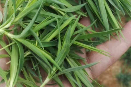 竹叶茶的制作方法