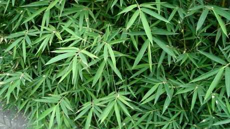 竹叶茶产地