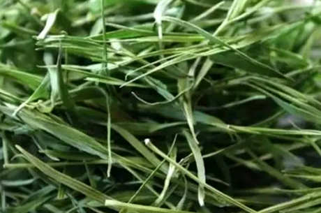 竹叶茶产地