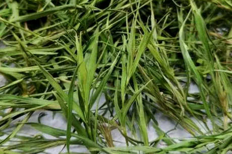 竹叶茶产地