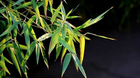 什么茶属于竹叶茶？