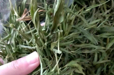 什么茶属于竹叶茶？