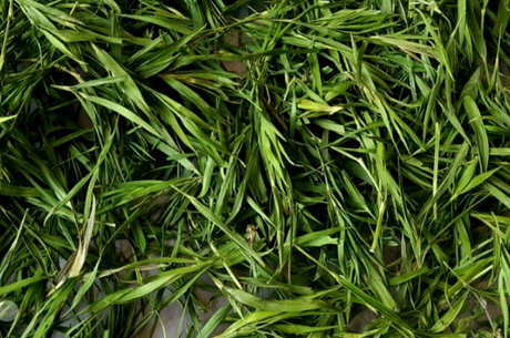 什么茶属于竹叶茶？