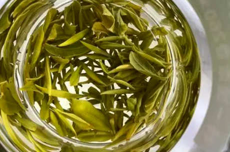 霍山黄芽是绿茶吗？