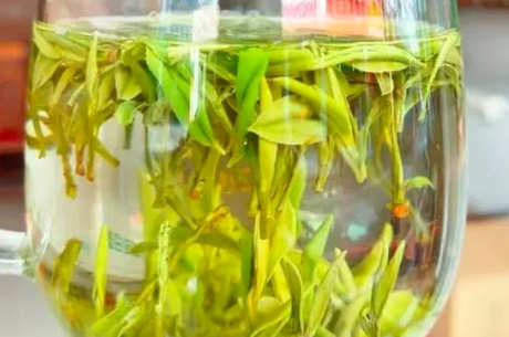 霍山黄芽是绿茶吗？