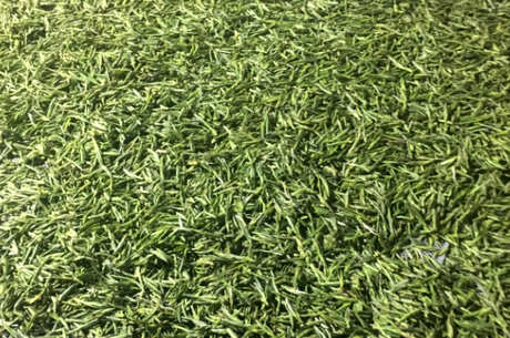 霍山黄芽保质期多长时间？