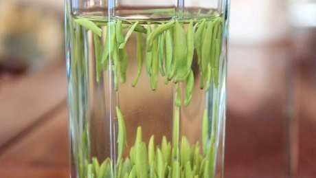 茶与名茶的区别