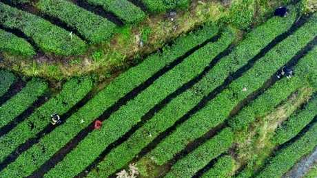 什么是空山茶？