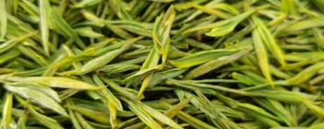 白茶是绿茶系列吗？