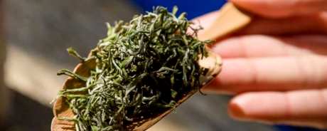 绿茶有哪些品种？
