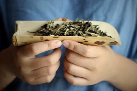 江西省九龙山茶区哪个县？