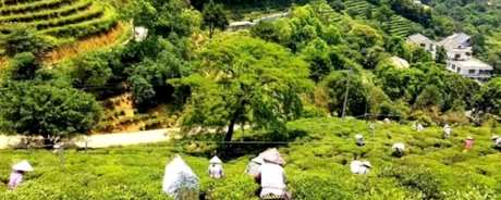 广西茶有哪些？