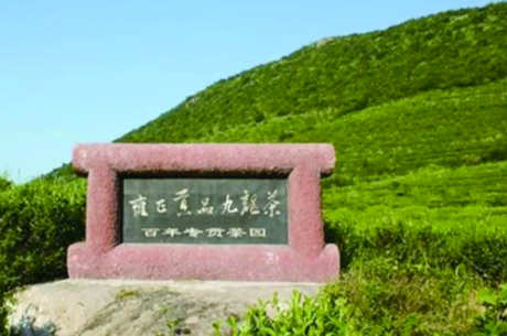 江西赣州九龙山茶区是什么？