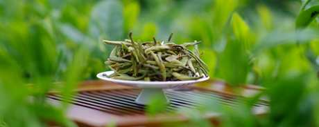 银针茶产地
