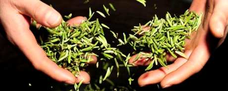 牛抵茶过期还能喝吗？