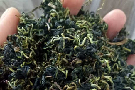 芙蓉花茶和蒲公英的区别