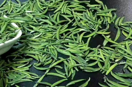 什么茶是金山翠芽？