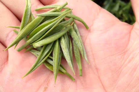 古丈毛尖是绿茶吗？