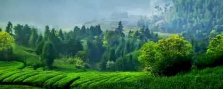 什么茶属于高山茶？