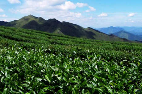 什么茶属于高山茶？