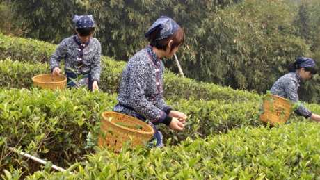 水仙茶产地
