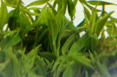 产地青山绿水茶