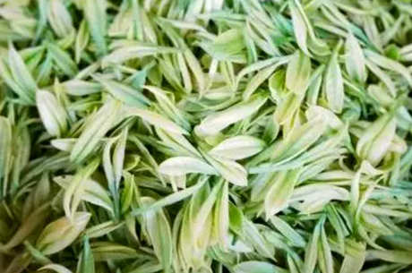 什么是生态茶？