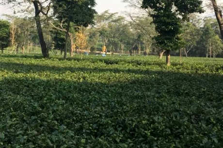 什么是通天岩茶？