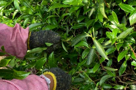 什么是通天岩茶？