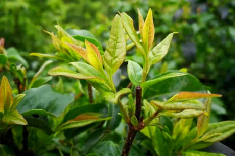 青山绿水茶产地