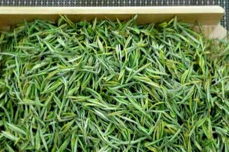 安吉白茶的特点