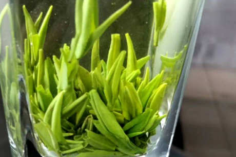 太湖翠竹茶凉吗？