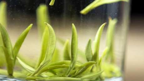 雀舌茶属于什么茶？
