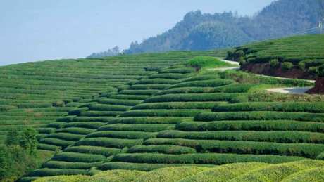 江西九龙山茶区属于哪个县？