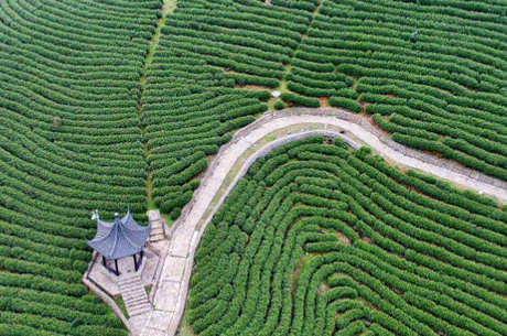 江西九龙山茶区属于哪个县？