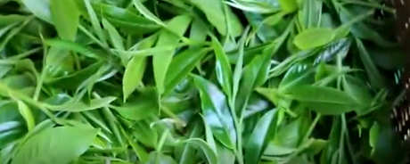 普洱生茶和熟茶的区别