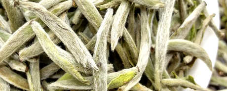 白毫银针属于高档茶吗？