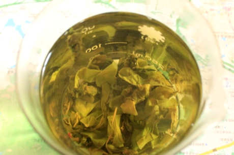 什么茶属于古树茶？