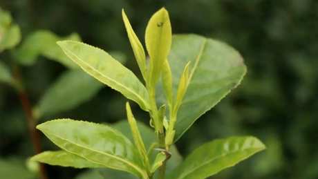 望海茶属于什么茶？