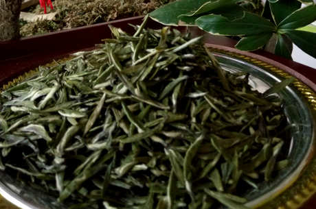 金山翠芽是绿茶吗？