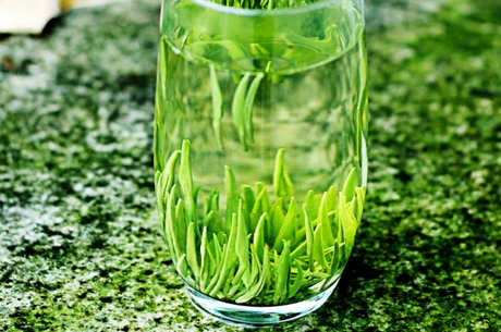 湄潭翠芽是什么茶？