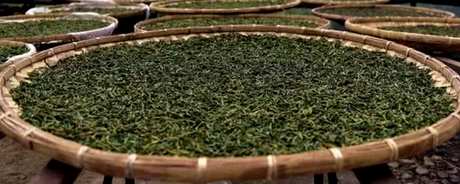 绿茶有哪些种类？
