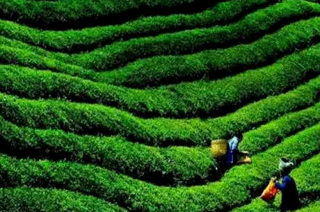 贵州茶有哪些？