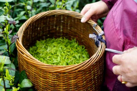 径山茶属于什么茶？