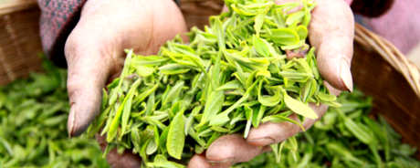 什么茶属于高山茶？