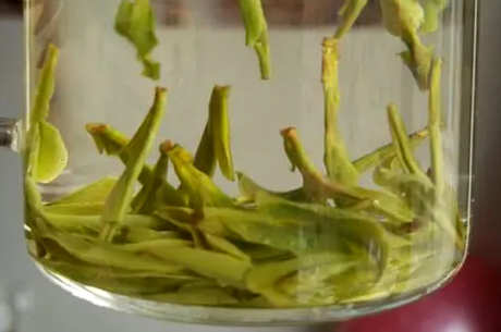 千岛玉叶是哪里的茶？