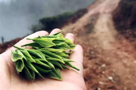 安化松针是针茶吗？
