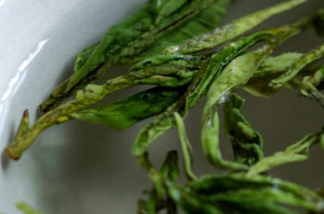 太平猴魁是绿茶吗？